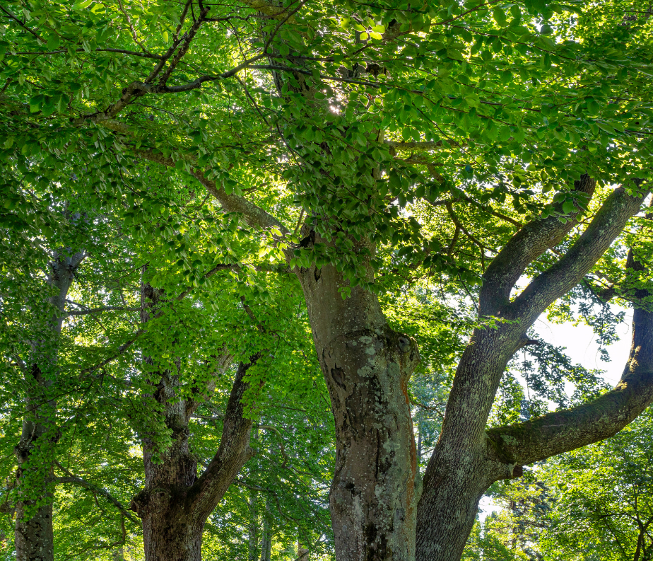Linden Tree